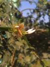 Morning Flower 