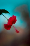 Flower photography