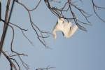 Fly