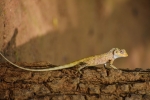 Lizard