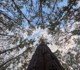 Sal tree