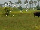 FLYING BIRDS 
