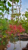 Khumbhi flowers 