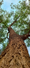 acacia tree 