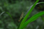 Grasshopper 