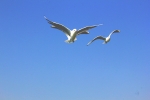 Seagulls soaring high in sky