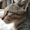 Cat love