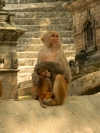 Monkey with her baby