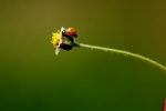 flower & insect