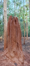 Termite house 