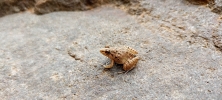 Frogs 