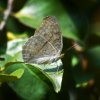 grey pansy butterfly kangervalley 