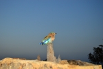 Indian roller 5
