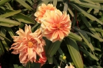 bunch of flowers