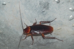 Cockroach photo