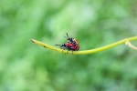 Mating