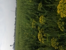 Farming 