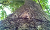Cicada