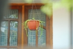 green plant images