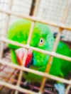 My sweet parrot