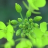 mustard flower seeds