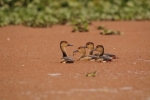 We are Family - Lesser Whistling Ducks