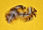 Feather 