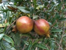 Pomigrant fruit 