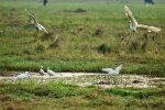 Bird, bird on paddy plant, paddy field, food, earth, nature, 