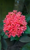 image of beautiful flower chethipoo 