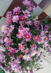 Looks like bouque of flowers