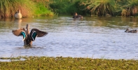 Duck show