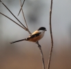 Long tailed strike tricolour ssp