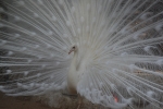 White peacock