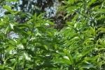 leaves of mango tree
