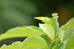 Water droplets