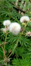A Bud