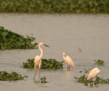 Greater and Litte Egrets