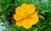orange flower
