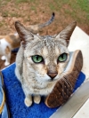 Cat,cute cat,animal, nature natural,earth,home,pet,petanimal,eyes,