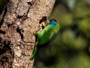 Barbet