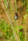 Munia