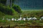 Bird, bird on paddy plant, paddy field, food, earth, nature, 