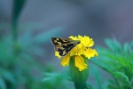 Butterfly on flower