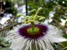 Passion fruit flower, flower,plant,passion fruit