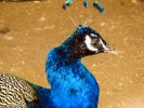 Peacock - மயில் 