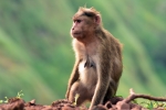Monkey mamma in her own world