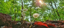 fragile dapperling mushroom 