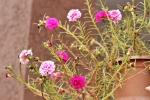 Button roses