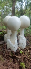 These mushrooms are mostly seen in forest areas during the rainy season, which people like to eat with great enthusiasm.